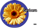 Gerbera