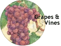 Grapes & Vines